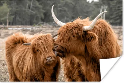 Produktbild von MuchoWow® Poster Schottisches Hochlandrind - Tiere - Wald 120x80 cm - Bilder