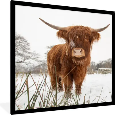 Produktbild von MuchoWow® Gerahmtes Poster Schottische Highlander - Schnee - Winter 40x40 cm - Poster mit Schwarzem Bilderrahmen Wandposter Rahmen Foto Bilder - Mit Rahmen - Wanddekoration Schlafzimmer
