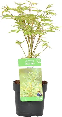 Zdjęcie produktu dla Bloomique - Acer Palmatum Butterfly - Klon palmowy - Pstrolistny - Rośliny ogrodowe - Odporne na zimę - Wysokość 20-30 cm - Doniczka 10,5 cm