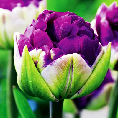 Obrázok produktu pre Tulipány Kvetinové cibuľky Cibuľky Kvety Ľadové Tulipán Dvojitý Tulipán Negrita Dvojitý 5 ks.