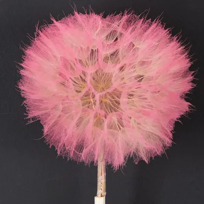 Produktbild von Filigrane Trockenblumen Pusteblume für stilvolle Dekoration, 4 Stück