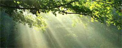 Produktbild von Wallario selbstklebendes Poster - Sonnenstrahlen im Wald, Größe: 50 x 125 cm