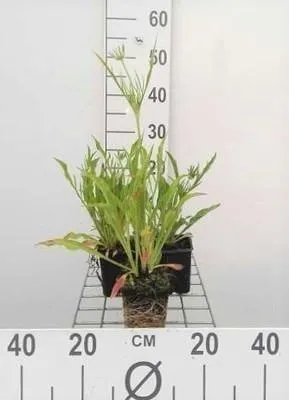 Immagine prodotto di 6 x Scabiosa cauc. perfecta' - Scabiosa - Vaso 9 x 9 cm