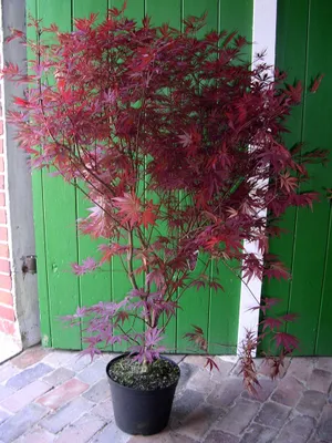Produktbild von "Japanischer Fächerahorn, Acer palmatum Atropurpureum, roter Ahorn, (Höhe: 120-130 cm)"