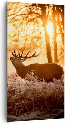 Produktbild von Bild auf Leinwand - Leinwandbild - Deer Heidekraut Tier - 65x120cm - Wand Bild - Wanddeko - Leinwanddruck - Bilder - Kunstdruck - Wanddekoration - Leinwand bilder - Wandkunst - PA65x120-3043