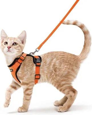 Productafbeelding van Famanu kattenhalsband met riem - Verstelbaar, oranje, maat XS