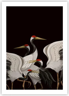 Produktbild von Poster - Poster ohne Rahmen - Kraniche Vögel Grafiken - 50x70 cm - Wand Bild - Wanddeko - Wandbilder - Kunstposter - Wandposter - Bilder - Kunstdruck - Wanddekoration - Wandbild - P2XPA50x70-4748