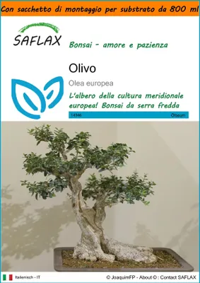 Immagine prodotto di SAFLAX Garden in the bag - Olivo - 20 semi - Olea