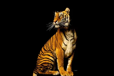 Produktbild von Digitaldruck-Tapete Tiger livingwalls (1034240)