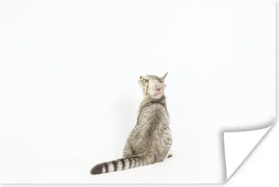 Produktbild von MuchoWow® Poster Katze - Haustiere - Fell 180x120 cm - Fotoplakat