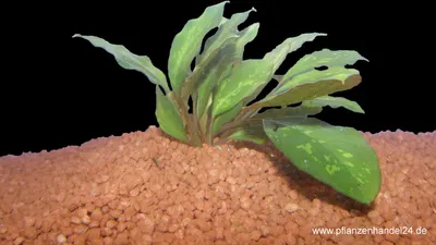 Produktbild von 15 Bunde Diefenbachia Species, Paludariumpflanze