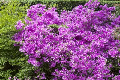 Produktbild von Rhododendron obtusum 'Purpurtraum', Azalee, purpur, 15–20 cm