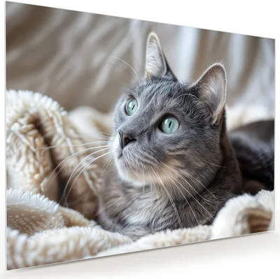 Produktbild von Glasbild 120x90cm in XXL für Wohnzimmer, Schlafzimmer Motiv Kuschelige Katze