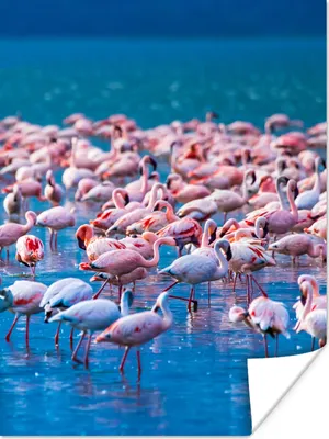 Produktbild von MuchoWow® Poster Flamingo - Wasser - Tropisch - Rosa 90x120 cm - Wohnzimmer