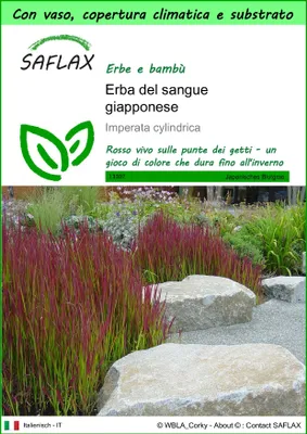 Immagine prodotto di SAFLAX Garden to go - Erba del sangue giapponese - 50 semi - Imperata
