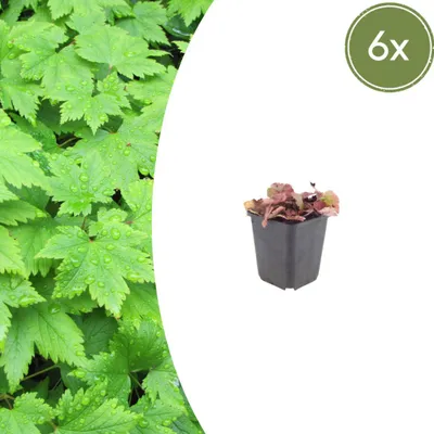 Produktbild von Tiarella cordifolia – Herzblättrige Schaumblüte – 9-cm-Topf – 15–25 cm hoch – 6er-Set