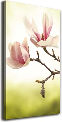 Produktbild von Tulup Leinwandbild® - 70x140cm - Wandkunst - Drucke auf Leinwand - Leinwanddruck - Wohnzimmer Wanddekoration XXL - Wohnung Deko Kunstdrucke - Blumen & Pflanzen - Rosa - Magnolie Blumen