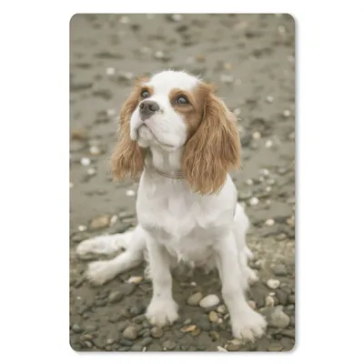 Obrázek produktu pro Podložka pod myš - Kavalír King Charles španěl vzhlíží vzhůru - 40x60cm - Podložka pod myš