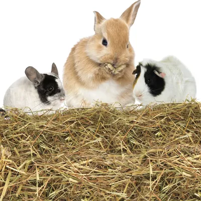 Produktbild von Nobleza - (1kg) Kaninchen Wiesenhe, Hauptfutter für  Hasen mit Gemüse, Natürliches Nagerfutterlebenswichtigen, Futter für Meerschweinchen