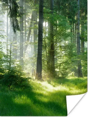 Produktbild von MuchoWow® Poster Natur - Bäume - Wald - Grün - Sonne - Gras - Pflanzen 90x120 cm - Wohnzimmer
