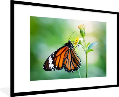 Produktbild von MuchoWow® Gerahmtes Poster Schmetterling - Blumen - Insekten 90x60 cm - Poster mit Schwarzem Bilderrahmen Wandposter Rahmen Foto Bilder - Wanddekoration - Fotos