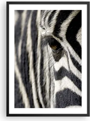 Produktbild von Gerahmtes Poster - Schwarzer Rahmen - Zebra Streifen Tierwelt Safari - 50x70 cm - Wand Bild - Wanddeko - Wandbilder - Wandposter - Bilderrahmen - Bilder - Kunstdruck - Wandbild - P2BPA50x70-2195