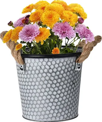 Immagine prodotto di Secchio per fiori 16,8x15 cm