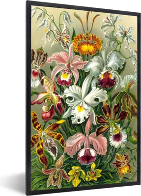 Produktbild von MuchoWow® Gerahmtes Poster Pflanzen - Natur - Blumen - Ernst Haeckel 40x60 cm - Poster mit Schwarzem Bilderrahmen Wandposter Rahmen Foto Bilder - Papierdruck - Wandbilder