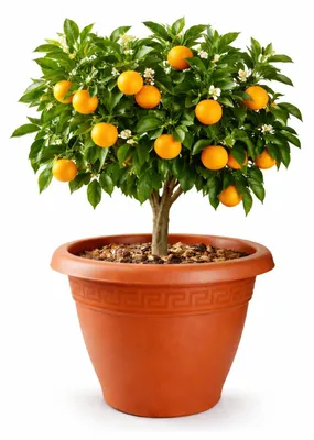 Produktbild von Plasticforte Pflanztopf - Terrakotta braun - 40x33 cm - Kunststoff
