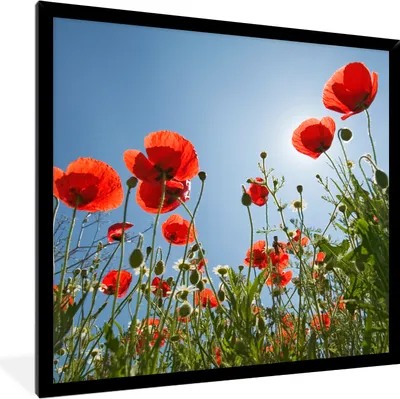 Produktbild von MuchoWow® Gerahmtes Poster Strahlende Sonne über einigen Mohnblumen in Spanien 40x40 cm - Poster mit Schwarzem Bilderrahmen Wandposter Rahmen Foto Bilder - Mit Rahmen - Wanddekoration Schlafzimmer
