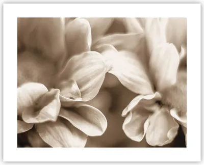 Produktbild von Poster - Poster ohne Rahmen - Blumen Boho ohne - 50x40 cm - Wand Bild - Wanddeko - Wandbilder - Kunstposter - Wandposter - Bilder - Kunstdruck - Wanddekoration - Wandbild - P2XAA50x40-4767
