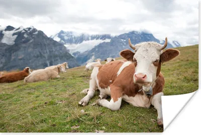 Produktbild von MuchoWow® Poster Kühe - Wiese - Alpen 60x40 cm - Schlafzimmerdekoration