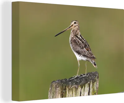 Obrázek produktu pro OneMillionCanvasses® - Výtisky na plátně - 140x90 cm, bekasina na kusu dřeva, nástěnné umělecké dekorace - fotografie na plátně - malba na dřevěném rámu