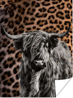 Produktbild von MuchoWow® Poster Schottischer Highlander - Schwarz - Weiß - Panther 120x160 cm - Wandbilder