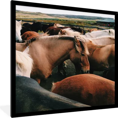Produktbild von MuchoWow® Gerahmtes Poster Pferde - Tiere - Spiel 40x40 cm - Poster mit Schwarzem Bilderrahmen Wandposter Rahmen Foto Bilder - Mit Rahmen - Wanddekoration Schlafzimmer
