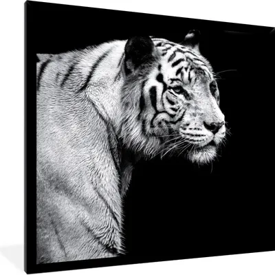 Produktbild von MuchoWow® Gerahmtes Poster Tierprofil Tiger in schwarz und weiß 40x40 cm - Poster mit Schwarzem Bilderrahmen Wandposter Rahmen Foto Bilder - Mit Rahmen - Wanddekoration Schlafzimmer