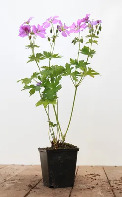 Produktbild von Geranium gracile 'Sirak', Storchschnabel, rosa, ca. 9x9 cm Topf