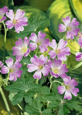 Produktbild von Geranium versicolor, Storchschnabel, weiß-rosa, ca. 9x9 cm Topf