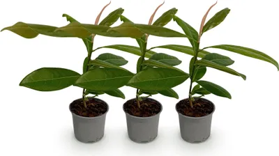 Obrázek produktu pro Magnolia grandiflora - 3 rostliny - 12cm - výška cca 30cm - vždyzelená magnólie