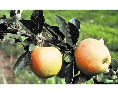 Obrázek produktu pro Jabloň letníFloraSelfMalus domestica 'James Grieve' 120-150 cm květináč 7,5 l