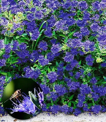 Produktbild von BALDUR Garten 1x Zierstrauch Bartblume 'Blauer Spatz®' , Pflanze im 9x9 cm-Topf, Caryopteris clandonensis, winterhart, für Standort in der Sonne geeignet, reichblühend