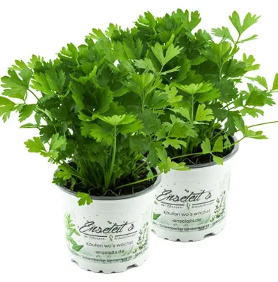 Produktbild von Enseleits 2x Schnitt-sellerie, Schnittsellerie Pflanze, Würzsellerie, frische Kräuter Pflanze