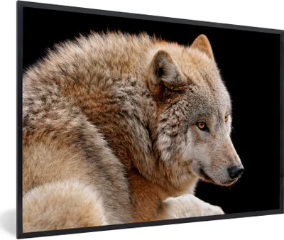 Produktbild von MuchoWow® Gerahmtes Poster Brauner Wolf 60x40 cm - Poster mit Schwarzem Bilderrahmen Wandposter Rahmen Foto Bilder - Printing - Wanddeko Schlafzimmer