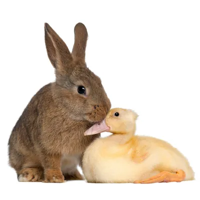 Produktbild von Fensterbild Kaninchen mit Ente I Frühling Verliebt Ostern Hase I selbsthaftend wiederverwendbar I dv1409