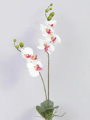 Produktbild von artplants.de Kunstblume Phalaenopsis Orchidee NAARA, Steckstab, weiß pink, 75cm - Kunstorchidee