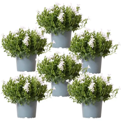 Produktbild von Campanula Addenda - Glockenblume Weiß Topf Größe 12Cm - 1M2 Bodendecker - 6 Stück - Ambella Weiß - Gartenpflanzen - Hardy