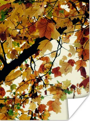 Produktbild von MuchoWow® Poster Bäume - Herbstblätter - Natur 90x120 cm - Wohnzimmer