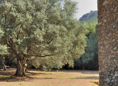 Produktbild von 10 Pflanzensamen Echte Olive Olea europaea Olivenbaum für Bonsai-Gestaltung