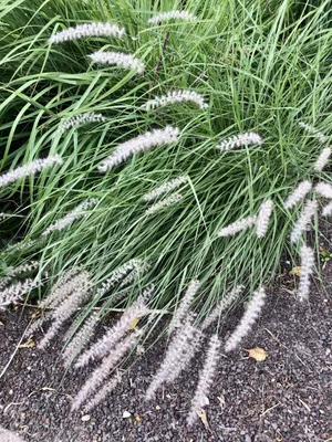 Produktbild von 6 x Pennisetum orientale - Lampenschirmgras, Pinselfedergras im 9x9cm Topf