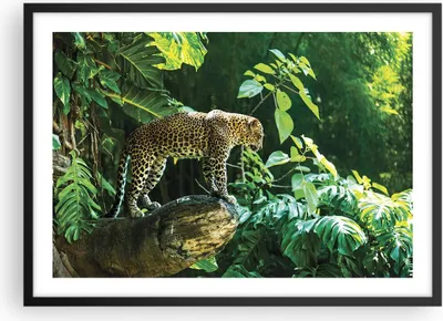 Produktbild von Gerahmtes Poster - Schwarzer Rahmen - Dschungel Leopard Panther - 70x50 cm - Wand Bild - Wanddeko - Wandbilder - Kunstposter - Wandposter - Bilderrahmen - Bilder - Kunstdruck - P2BAA70x50-4502